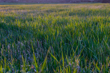 a vast field of green grass