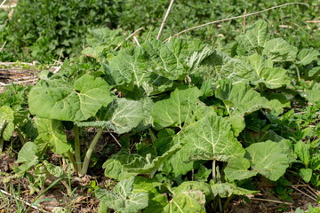 Fresh leaves of a large burdock, Arctium lappa or grosse Klette