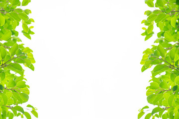 Naklejka premium 新緑の葉のフレーム