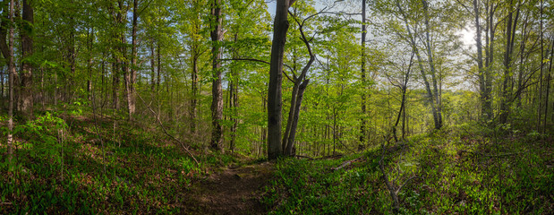 Panoramic image of a scenic path in a dense green forest
