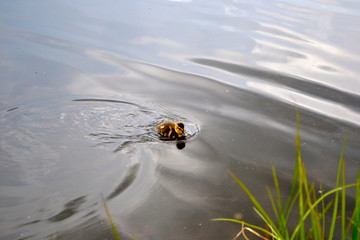 duckling on the water