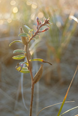 plant life on the lakefront