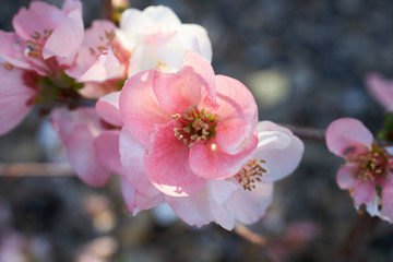 Quince Blossom