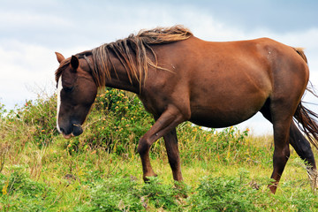 Obraz premium Caballo salvaje de Isla de pascua