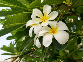 The Beautiful White Plumeria flowers are booming.