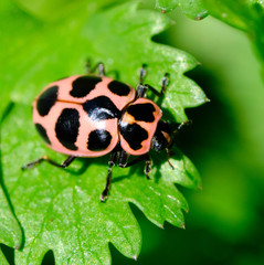 Ladybug