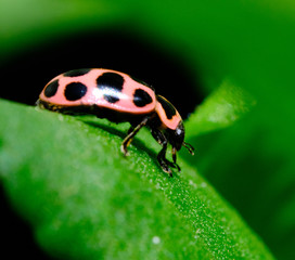 Ladybug