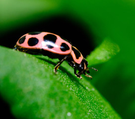 Ladybug