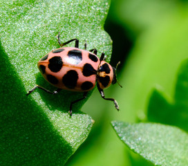 Ladybug