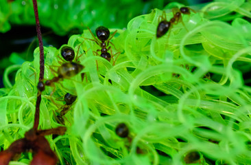 Ants