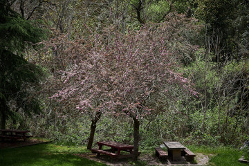Tree blossoming in the Forest