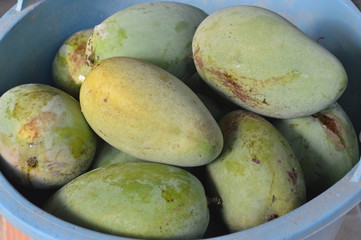 Green mangoes are placed in bamboo containers.