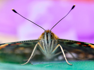 Painted lady butterfly
