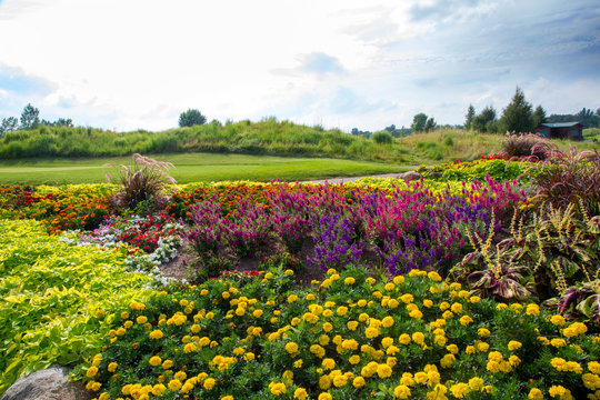 Beautiful summer garden with colorful flowers like yellow marigolds in full bloom
