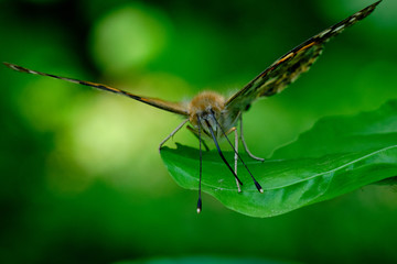 Painted lady butterfly
