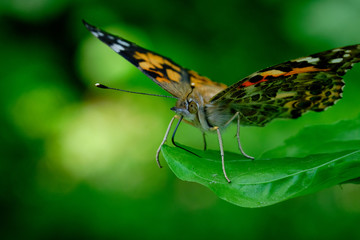 Painted lady butterfly