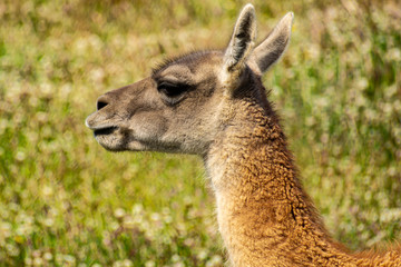 Obraz premium cabeza de Guanaco con vista lateral