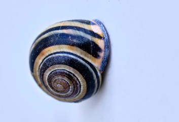 Snail shell