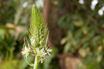 plant in a greenhouse