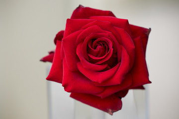 Red Rose