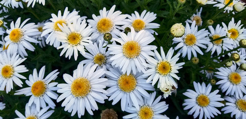 Shasta Daisy bouquet