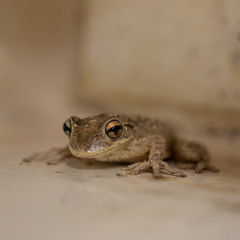 cuban frog macro photo