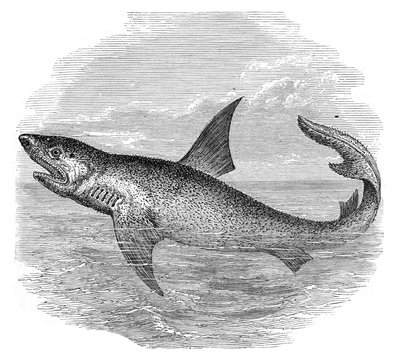 Shark animal, vintage illustration.