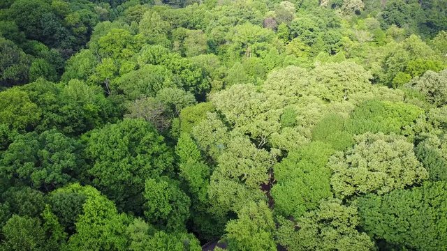 Drone Prospect Park (Top Down View) - New York City