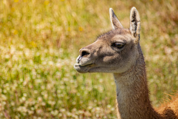 cabeza de Guanaco lateral masticando 