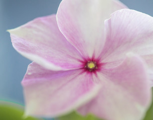 Fototapeta na wymiar pink flower macro photo