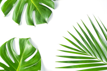 Monstera leafs lay on white background. Summer background concept.