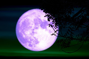 Super full purple moon and silhouette tree in the night sky