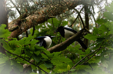 Obraz na płótnie Canvas Adorable in love Magpies on a branch