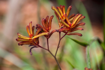 Kangaroo Paw