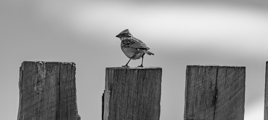 pequeña ave Zonotrichia capensis posando en cerco de madera. blanco y negro