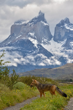 culpeo (Lycalopex culpaeus) or Andean fox with Torres del Paine