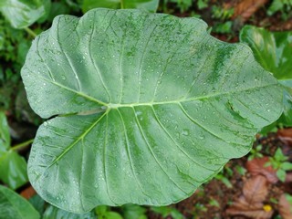 Colocasia leaf with drops of water