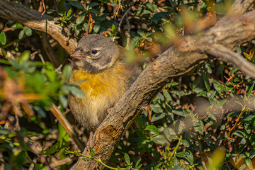 Naklejka na ściany i meble pequeña ave Phrygilus gayi reposando entre las ramas de un árbol en un día calido 