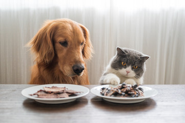 Golden retriever and british shorthair cat looking at food on the table