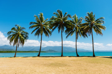 Palm Trees