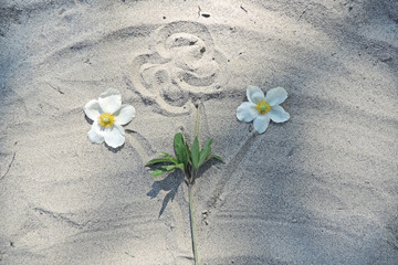 freehand drawing of a bouquet of flowers in the sand and real white flowers