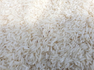 Jasmine rice with Tribolium castaneum in milled rice. The small, black Sawtoothed Grain Beetle is an insect that tends to eat organic rice that does not contain any chemicals.(Methyl bromide, phosphin
