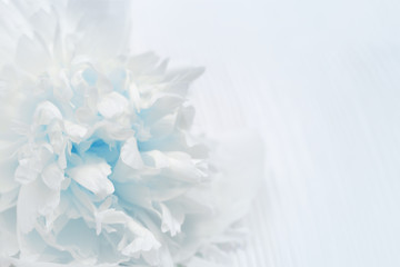 White and blue petals of flowers closeup. Gentle natural background. Flower pattern. Selective focus.