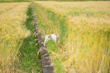 散歩道の猫