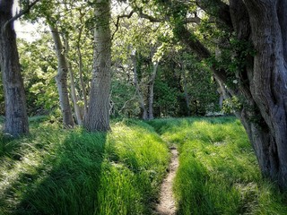 path in the forest