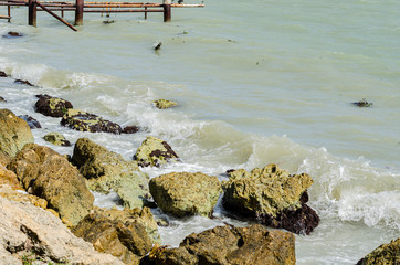 Algae On Rocks At Seashore