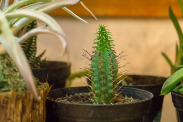 Small cactus with thorns