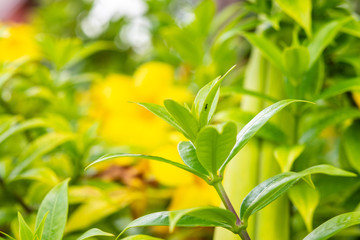 Flowers bloom in the flower garden.