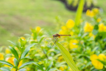 Dragonfly in the flower garden.