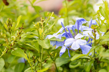 Purple flowers, green backdrop In the beautiful flower garden